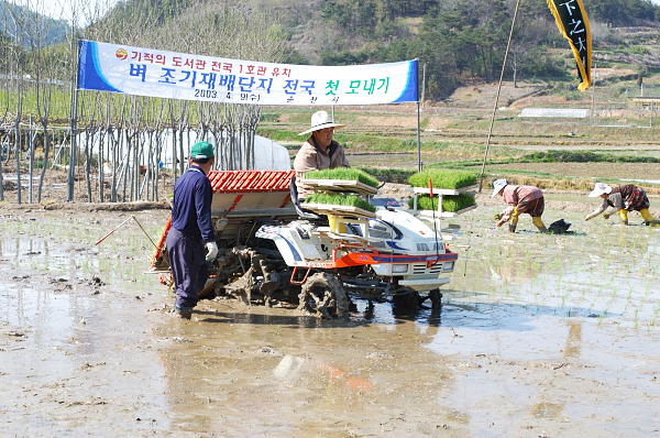 2003-04-09 벼 조기재배단지 전국 첫 모내기 행사