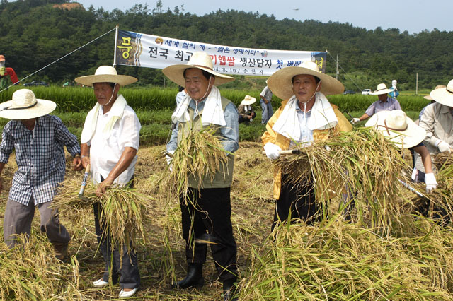 전국 첫 벼베기 행사