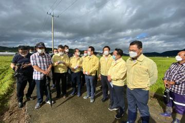 안풍동 벼 도복피해 현장방문