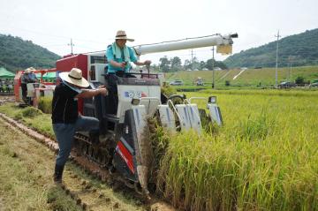 조기햅쌀 첫 벼베기 행사