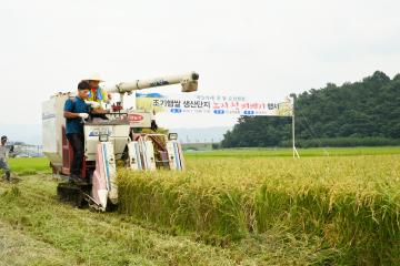 조기햅쌀 생산단지 노지 첫 벼베기 행사