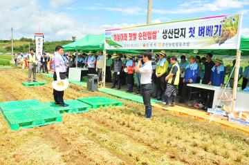 하늘아래 첫쌀 순천햅쌀 벼베기