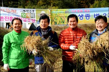 조생종 벼 2기작 시범재배 벼 베기 행사