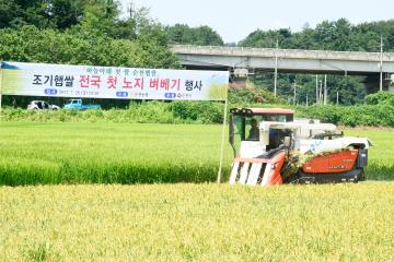 조기 햅쌀 생산단지 벼베기 행사