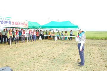 2013. 조기햅쌀 생산단지 첫 벼베기 행사