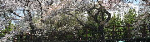 용당뚝방길 벚꽃축제